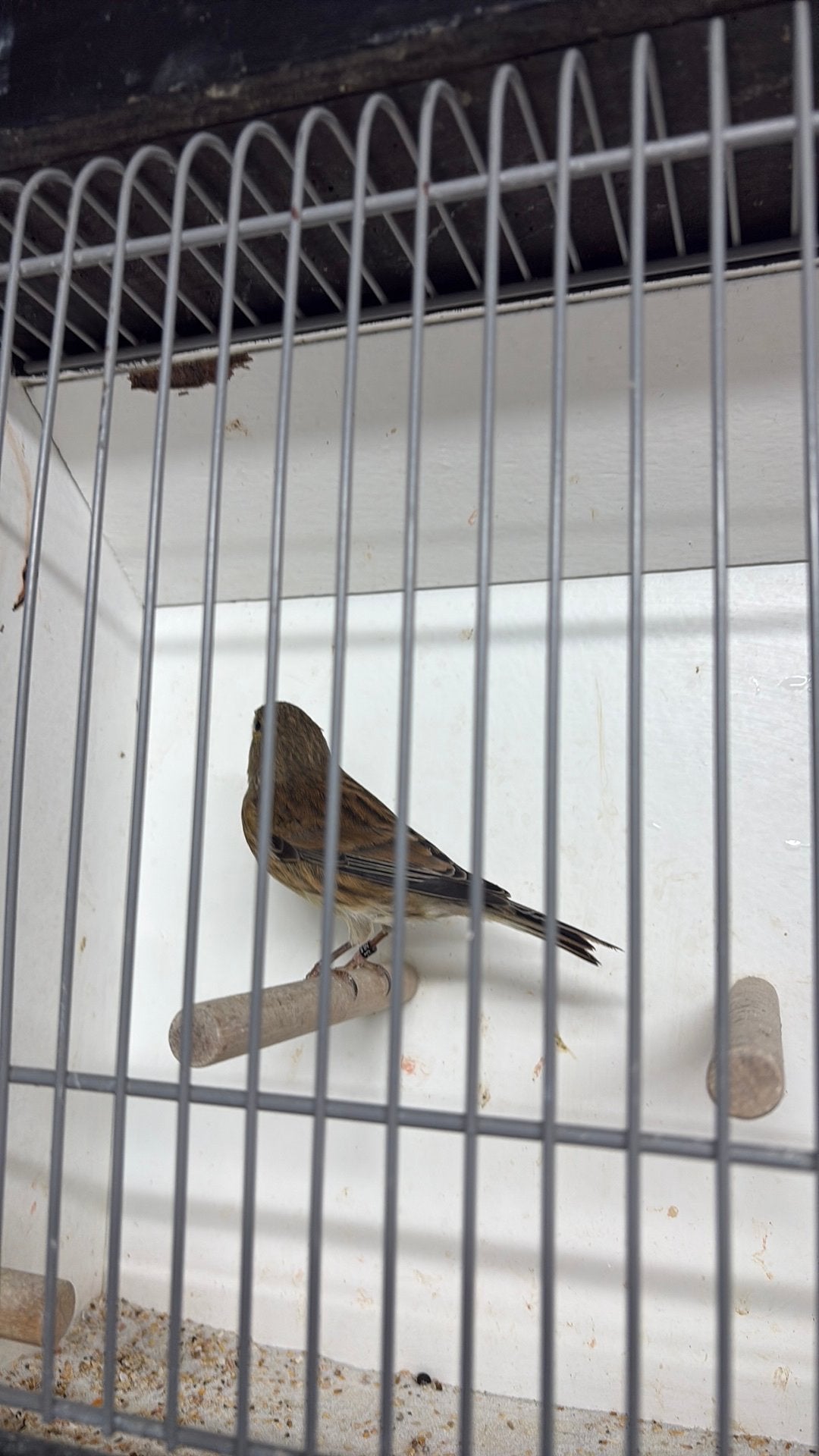 Bastaard kneuter, Mannelijk, Wildzangvogel