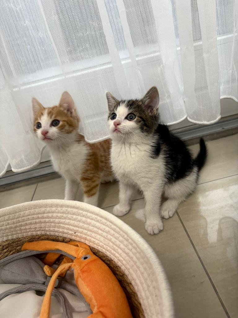 Lieve kittens 7 weken, Dieren en Toebehoren