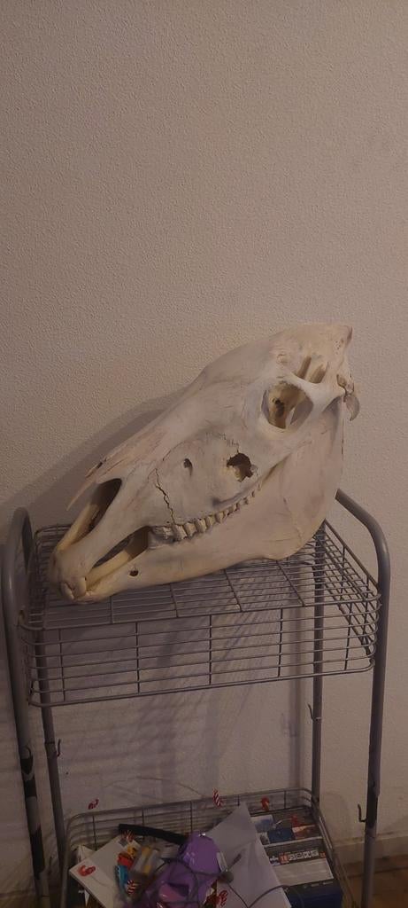 Steppezebra schedel - Uniek decoratiestuk, Ophalen of Verzenden, Gebruikt