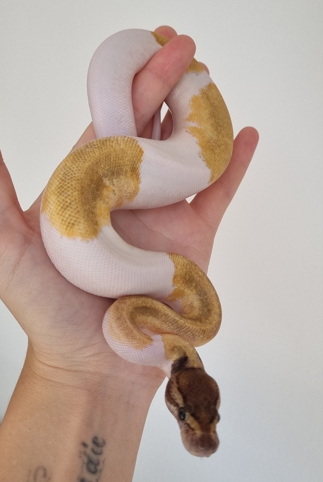 0.1 mojave enchi pinstripe piebald koningspython Ball Python photo 3