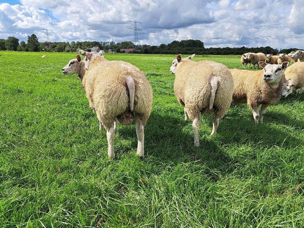 Texelaar rammen, Mannelijk, Schaap, 0 tot 2 jaar