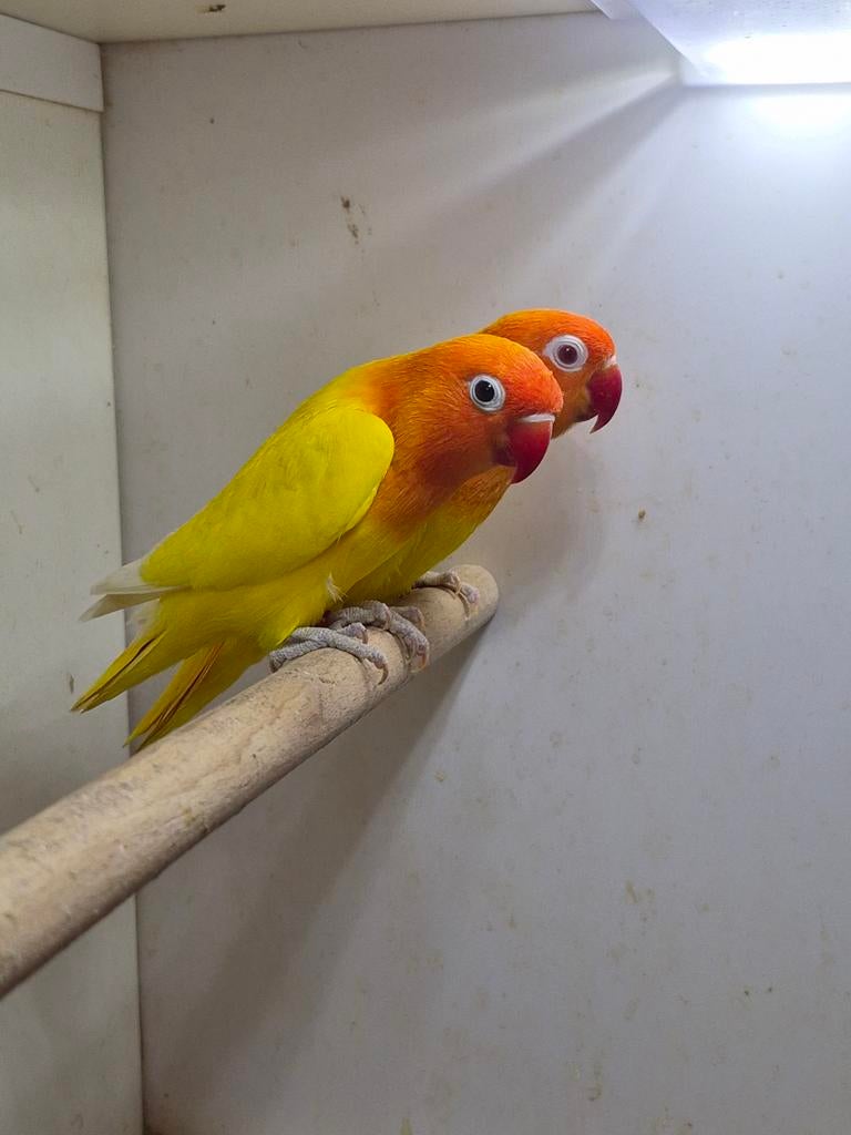 Koppel fischeri agapornis lutino opaline  gele zwart oog, Dieren en Toebehoren, Meerdere dieren, Dwergpapegaai of Agapornis, Geringd