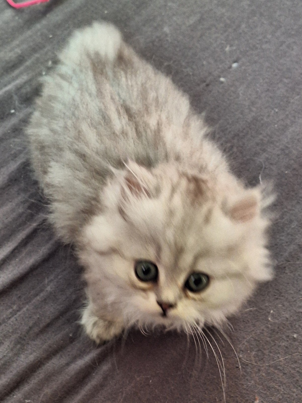 Britse langhaar/Perzische, Dieren en Toebehoren, Katten en Kittens | Raskatten | Langhaar, Meerdere dieren