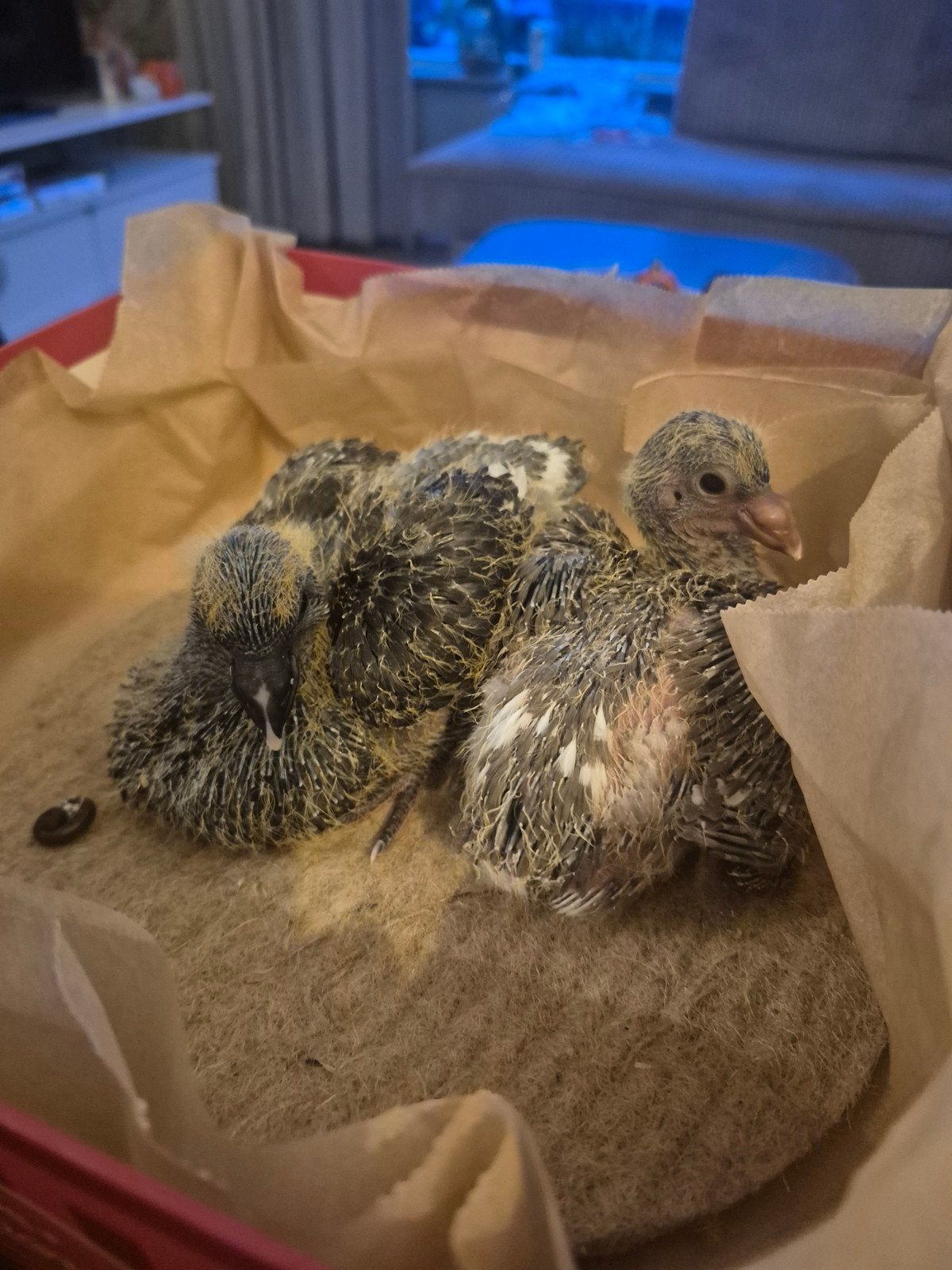 2 jonge kroppers, Dieren en Toebehoren, Meerdere dieren, Kropper