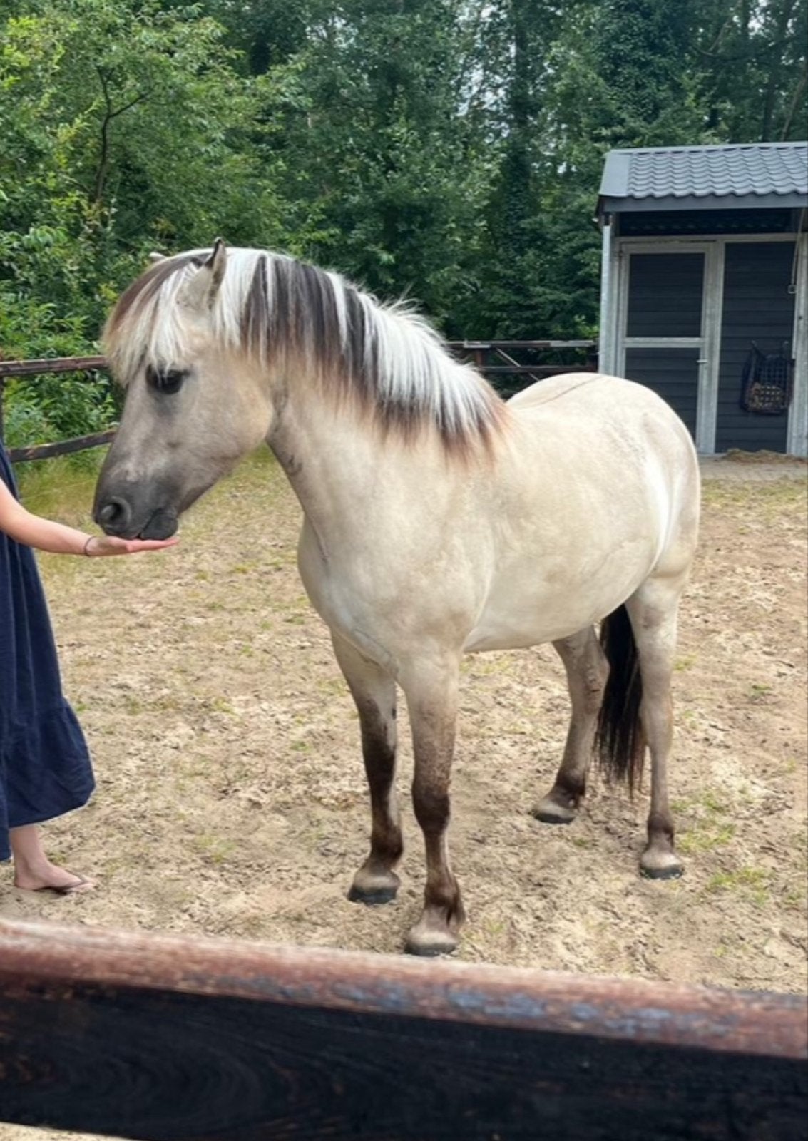 Leaser gezocht voor heeeele brave fjord, Ophalen
