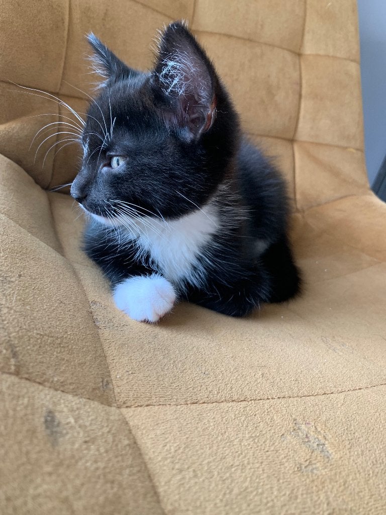 Kitten (zwart witte katertje nog beschikbaar), Dieren en Toebehoren, Katten en Kittens | Raskatten | Korthaar, Meerdere dieren