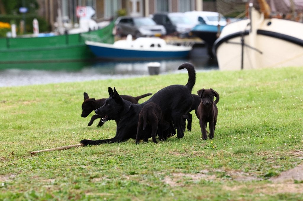 duitse herder pups / labrador pups = Sheprador (reutjes), Dieren en Toebehoren, Honden | Herdershonden en Veedrijvers, 8 tot 15 weken