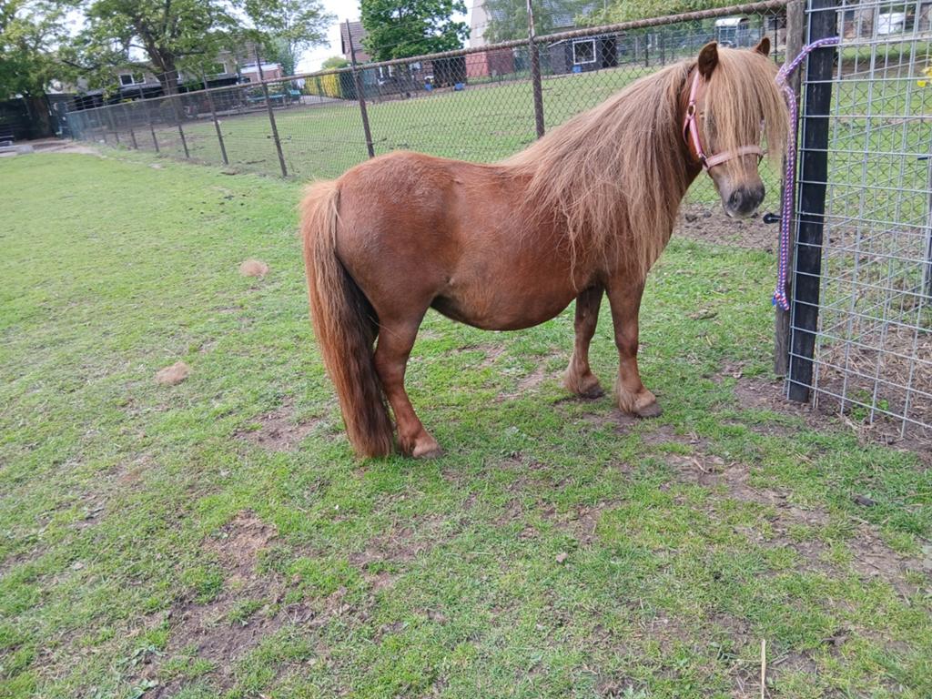 Hoog drachtige nsps shetlander te koop, Dieren en Toebehoren, Pony's, Merrie, Met stamboom, Niet van toepassing, A pony (tot 1.17m)