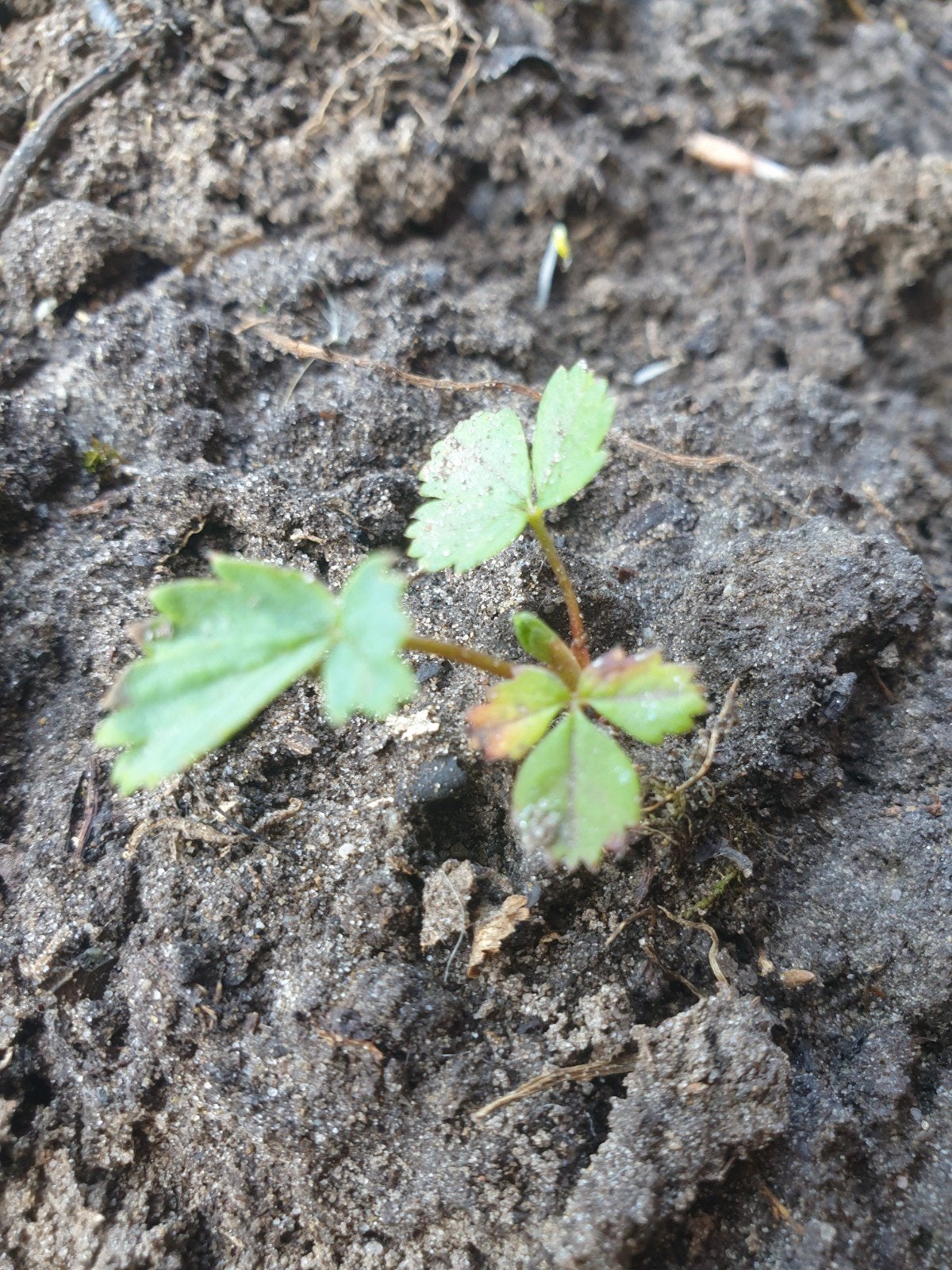 Aardbei planten eerste jaars, Ophalen, Minder dan 100 cm, Overige soorten, Zomer