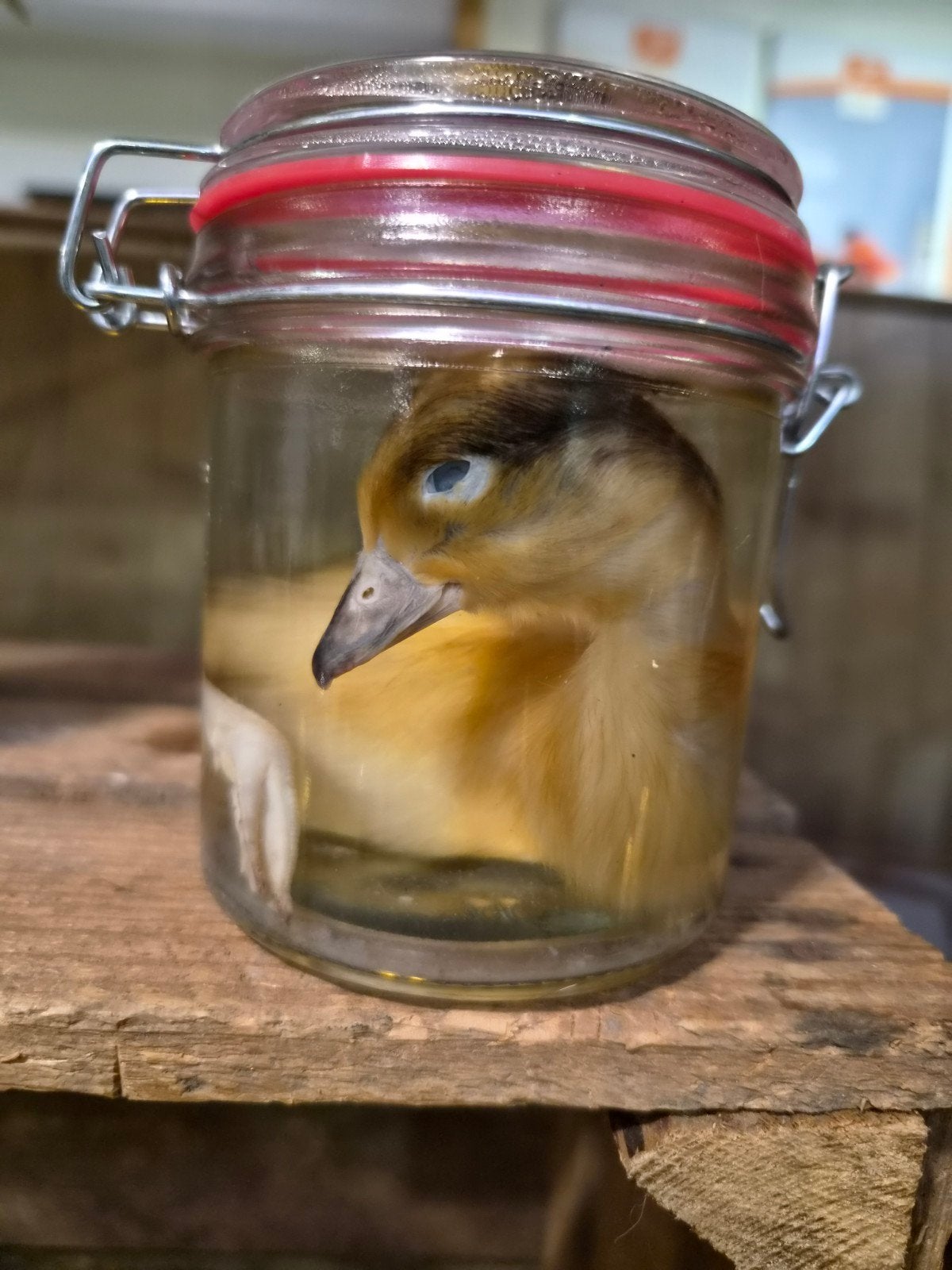 te koop: eenden kuiken op sterk water, Ophalen of Verzenden, Nieuw, Vogel, Beeldje of Figuurtje