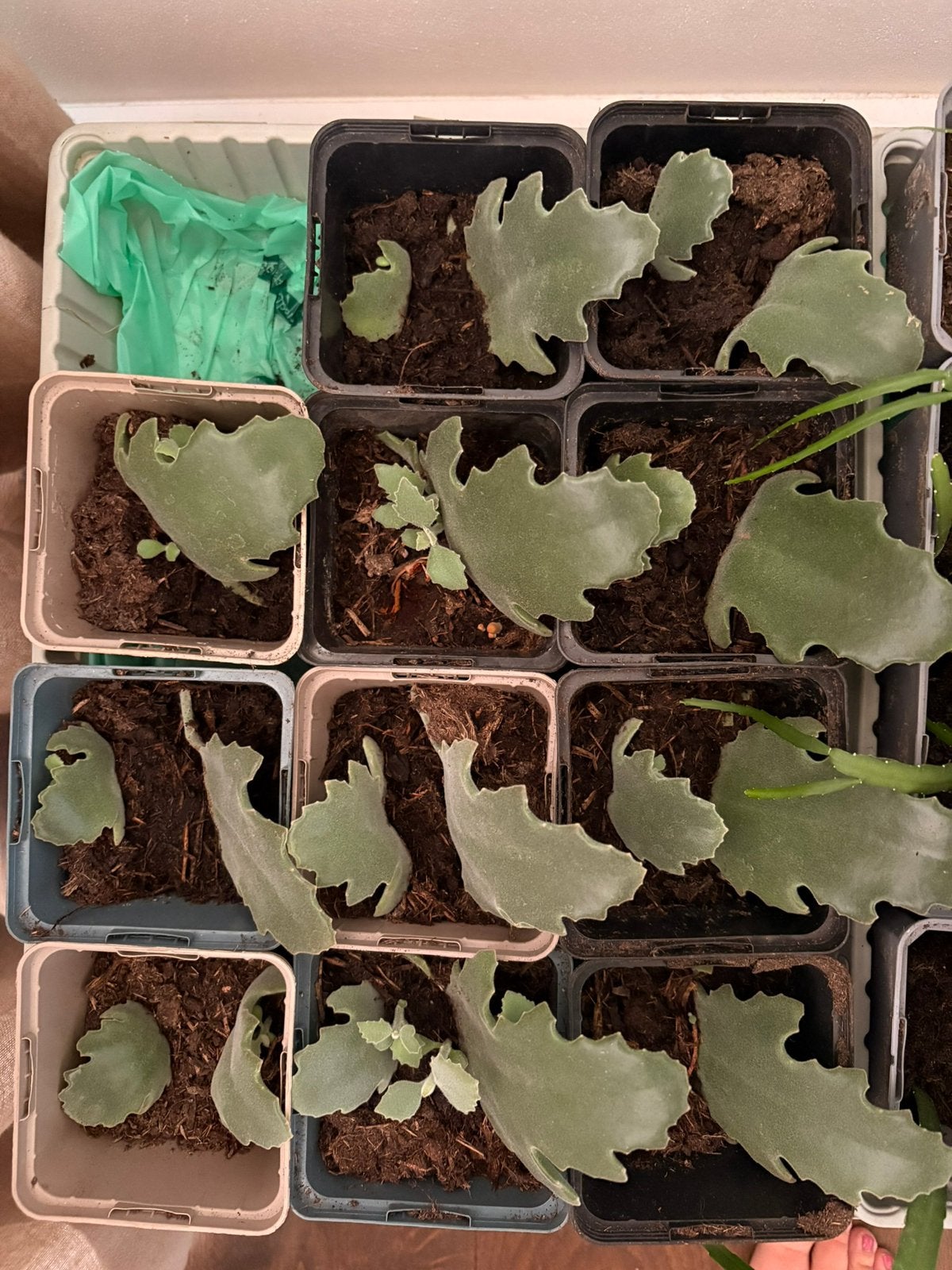Kalanchoë beharensis stekjes te koop, Ophalen of Verzenden, Halfschaduw, Minder dan 100 cm