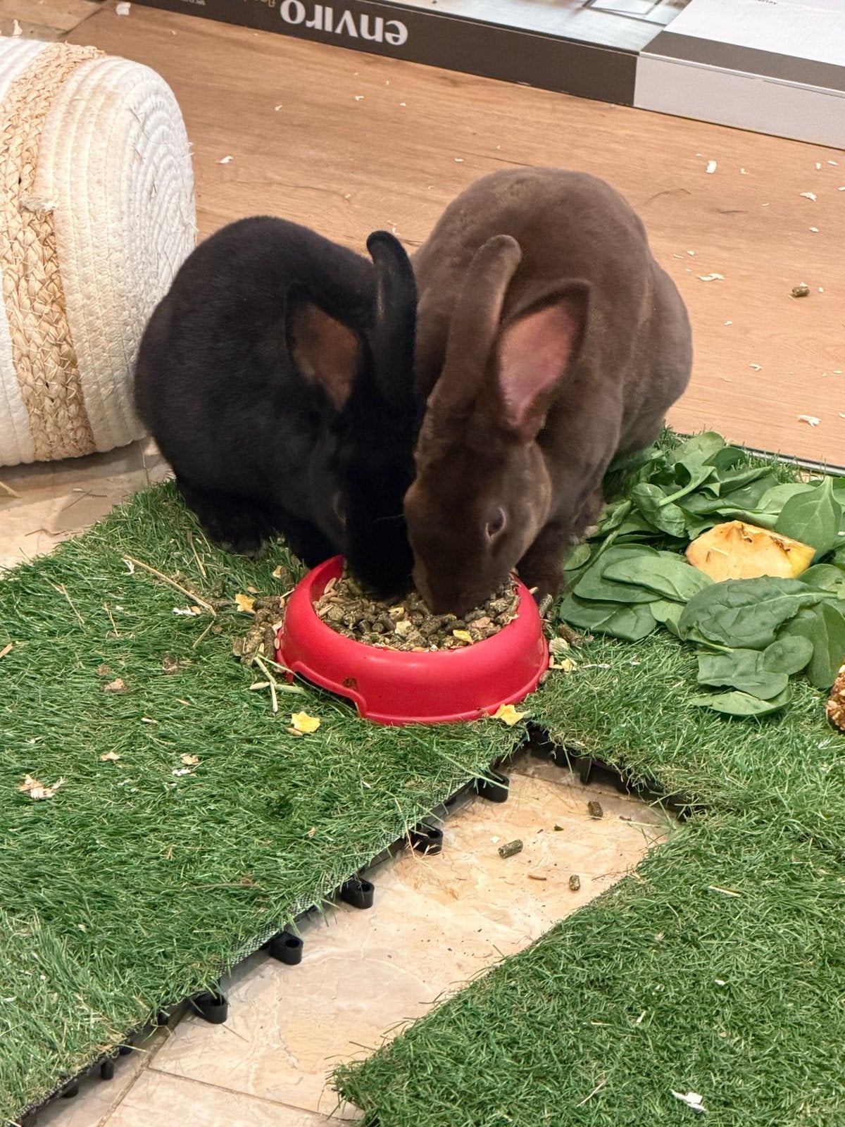 Verschillende tamme konijntjes te koop, Dieren en Toebehoren, Knaagdieren, April, Meerdere dieren, Overige typen, Tam