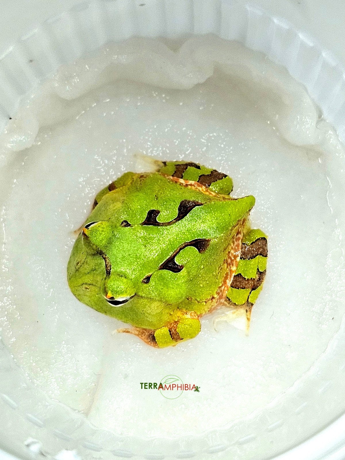 Ceratophrys cornuta, Dieren en Toebehoren, Amfibie, 0 tot 2 jaar