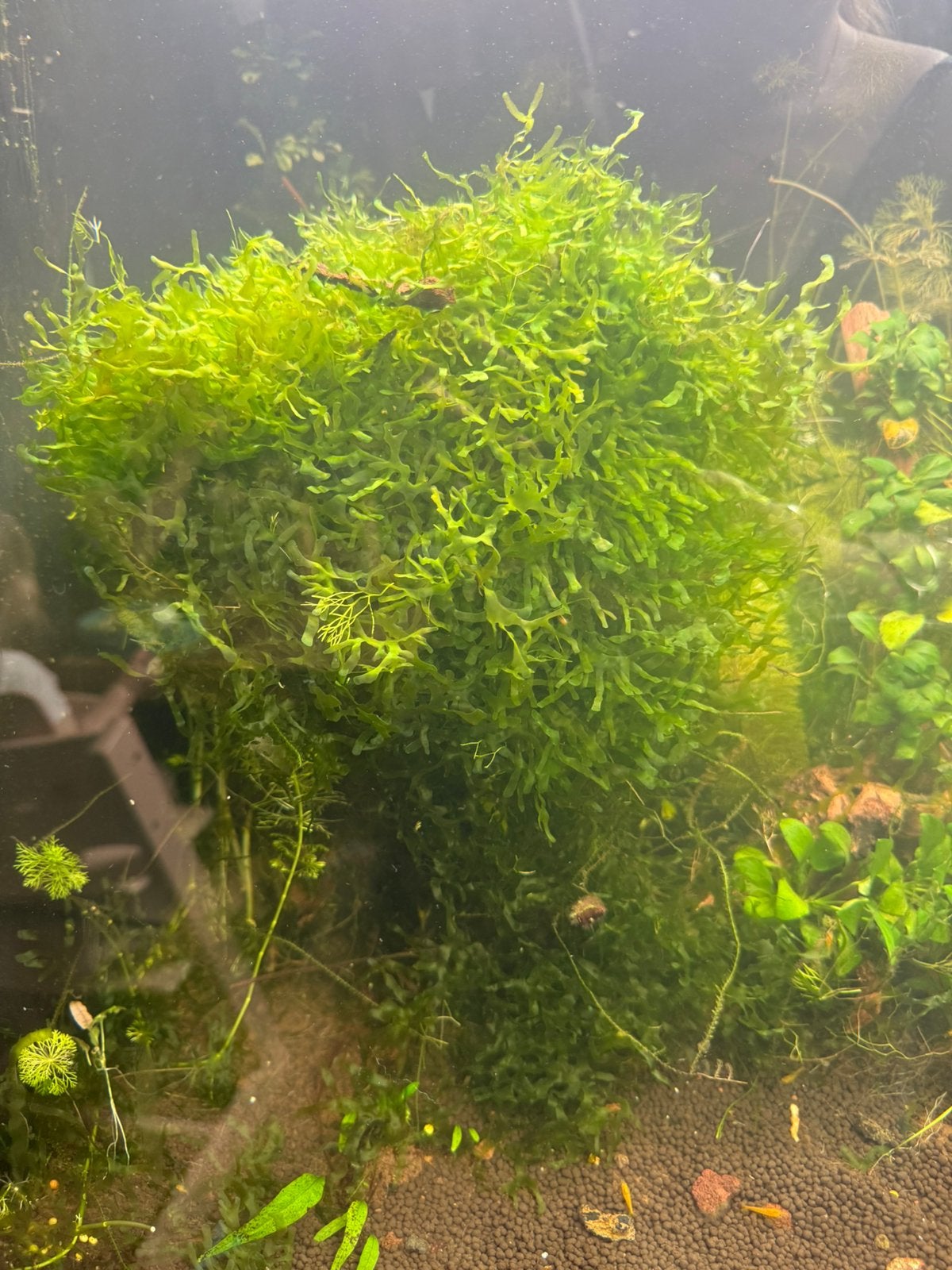 Levermos aquarium garnalen safe, Ophalen
