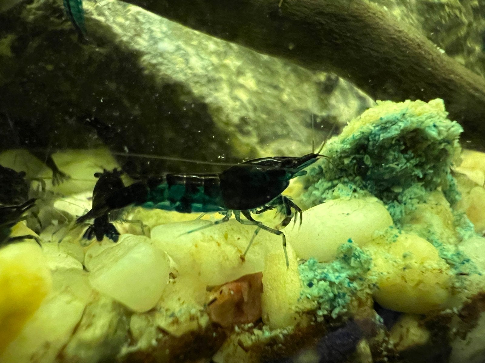 Neocaridina Blue dream garnalen, Dieren en Toebehoren, Kreeft, Krab of Garnaal, Zoetwatervis