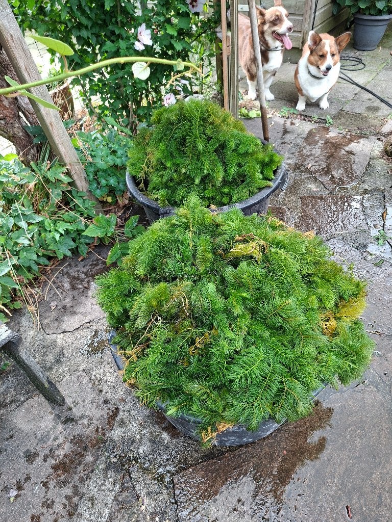 Gratis zuurstofplanten vijver, Ophalen