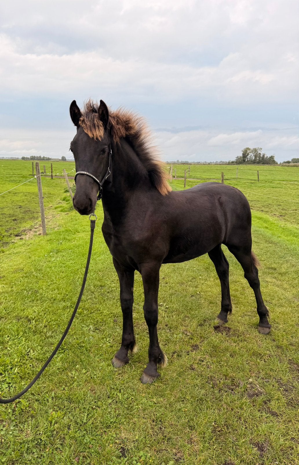 Prachtig stoer fries hengstveulen te koop!, Dieren en Toebehoren, Minder dan 160 cm, Met stamboom, Niet van toepassing, 0 tot 2 jaar