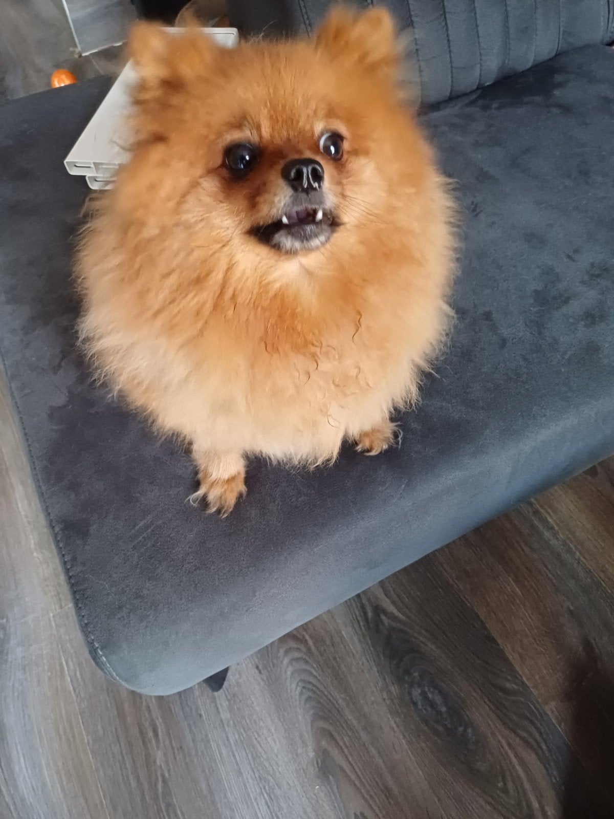pomeriaan teefje., Dieren en Toebehoren, Teef, Eén hond, Klein, 3 tot 5 jaar