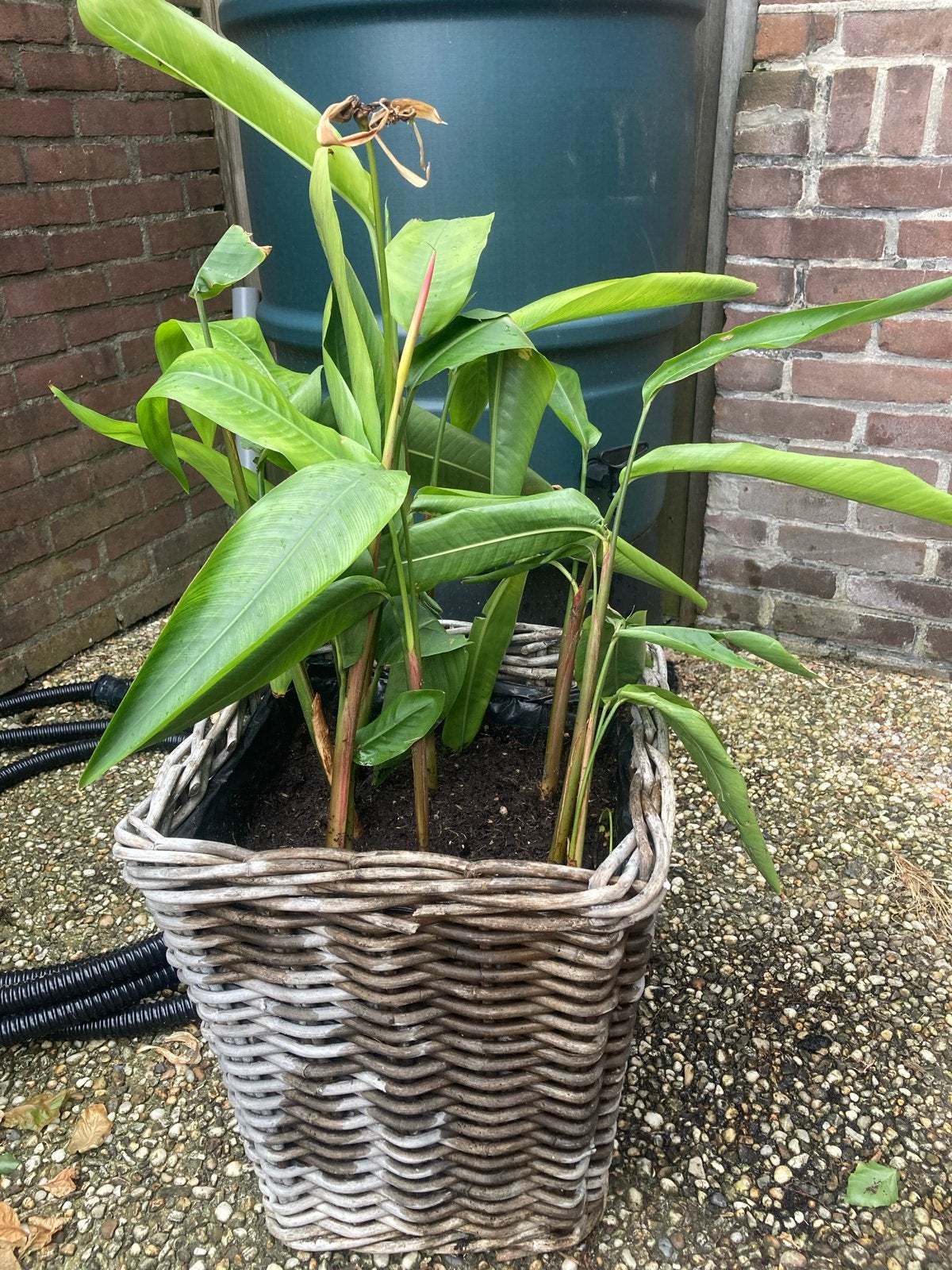 rieten bloemmand met paradijsvogelplant, Ophalen, Overige materialen, Gebruikt, Minder dan 60 cm