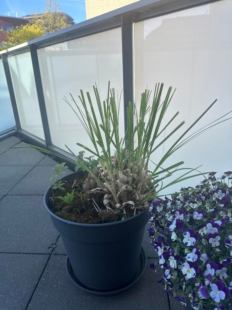 Cortaderia selloana 'Rosea' - Roze Pampasgras, Ophalen, Volle zon, Vaste plant, Siergrassen