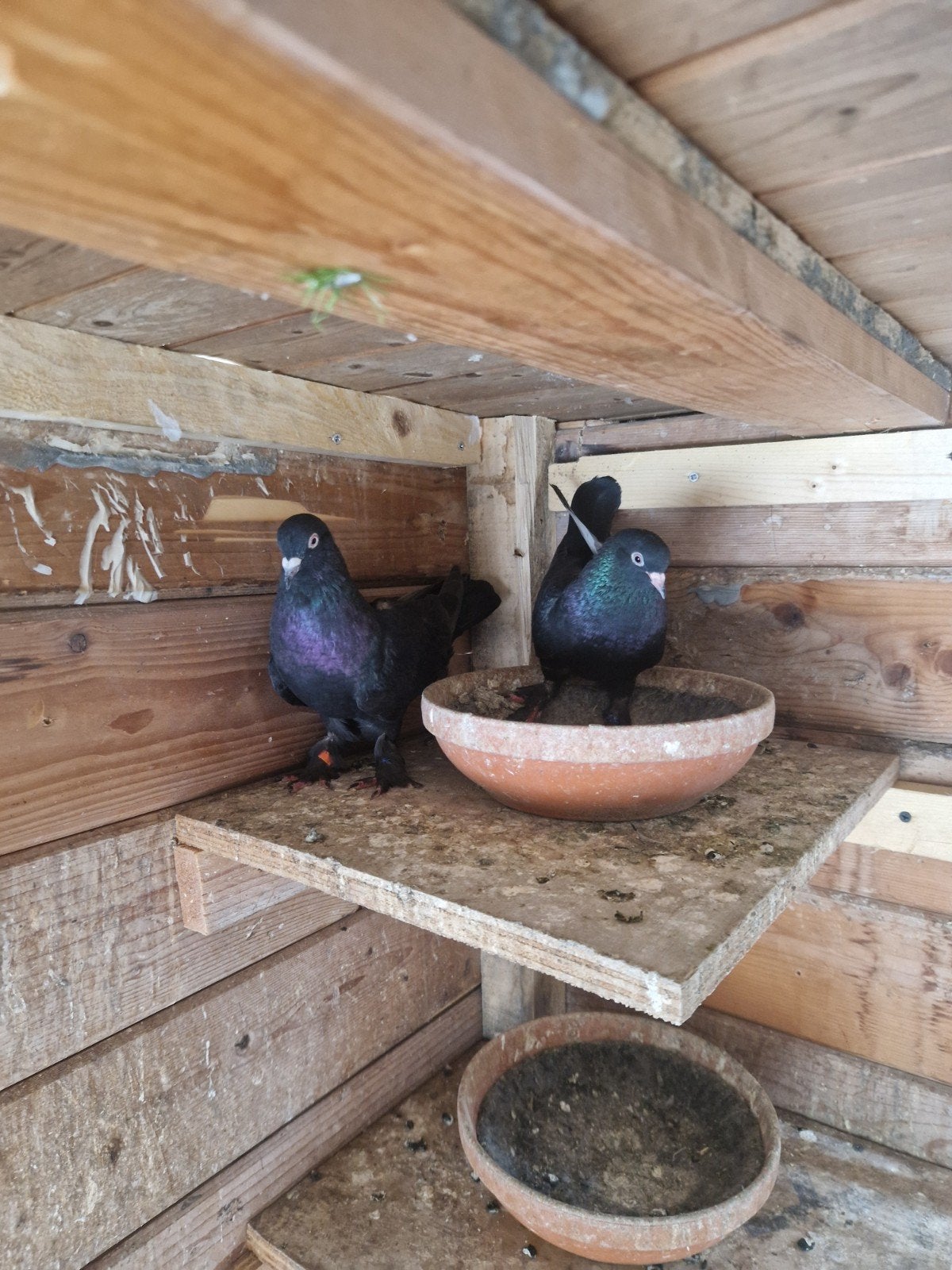 Takla duiven, Dieren en Toebehoren, Vogels | Duiven, Meerdere dieren, Tuimelaar of Roller