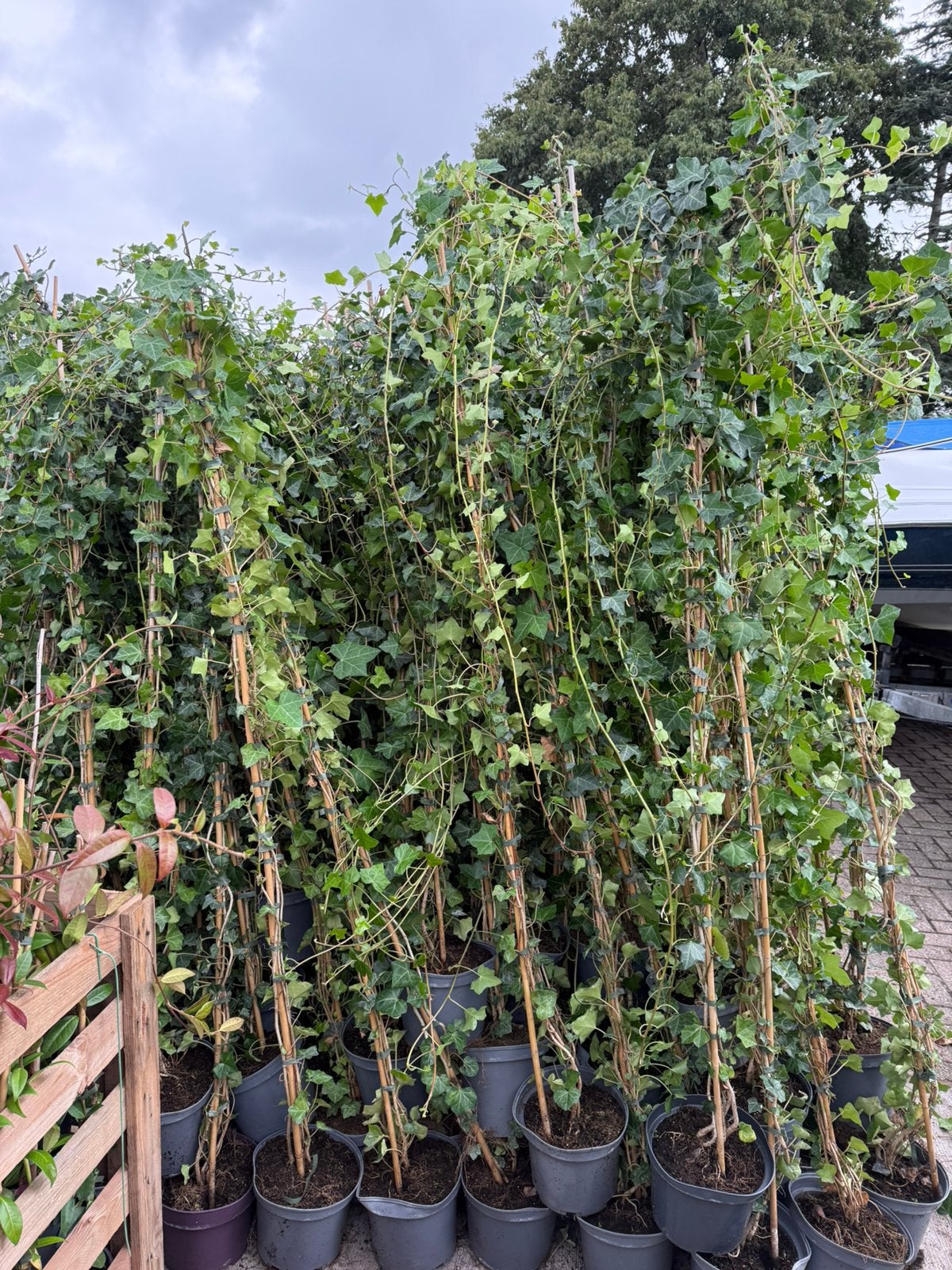 Hedera super plant goed vertakt grote partij 5 lt prijs 4,95, Tuin en Terras, Ophalen, Bloeit niet, Vaste plant, Klimplanten