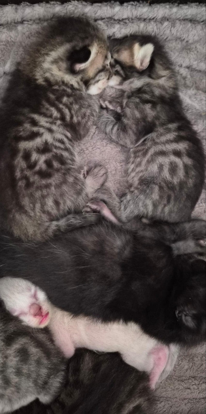 Bijzondere kittens – Savannah x Bengaal - Maine Coon, Dieren en Toebehoren, Meerdere dieren