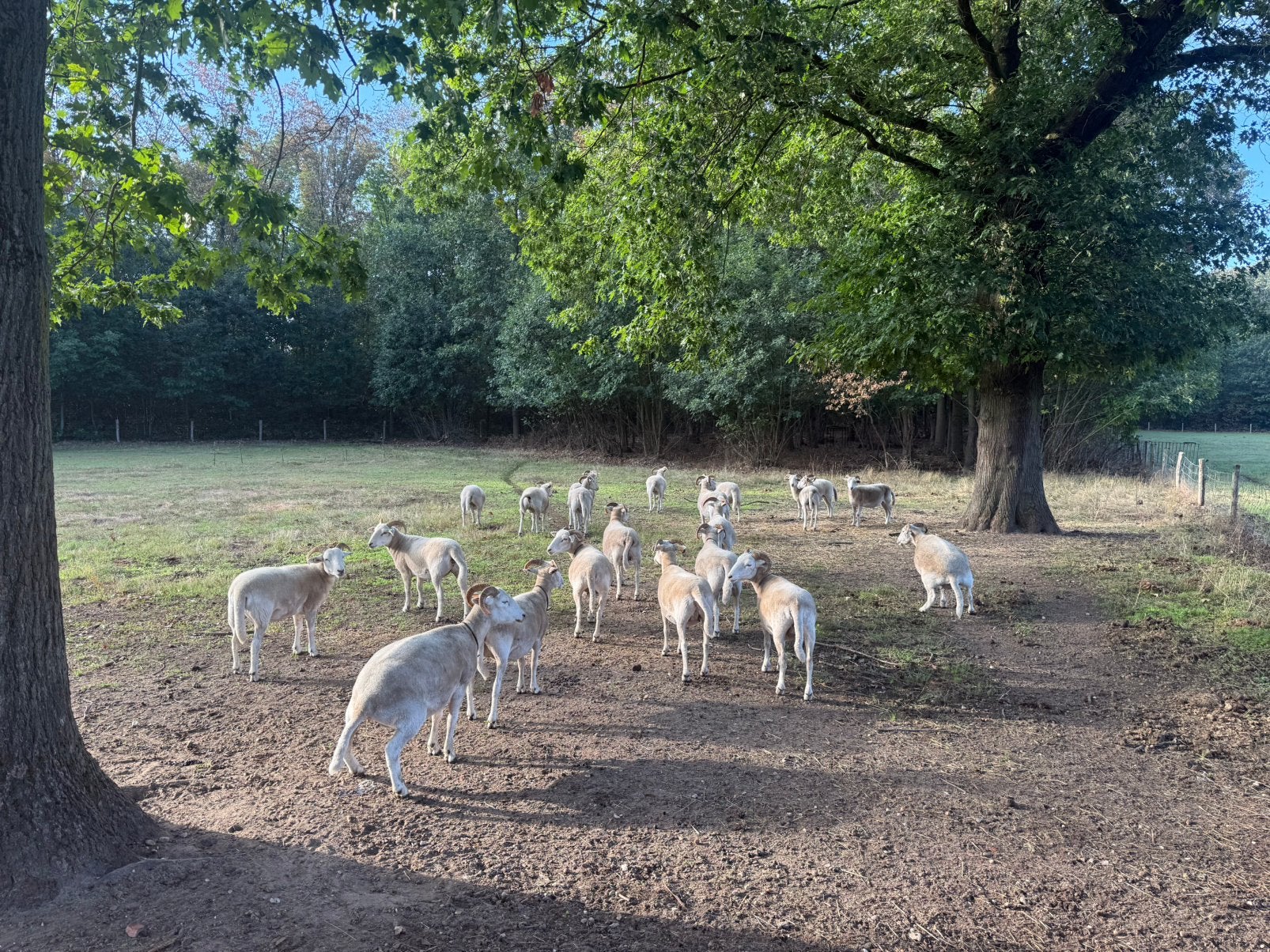 Wiltshire horn ooijen, Dieren en Toebehoren, Vrouwelijk, Schaap