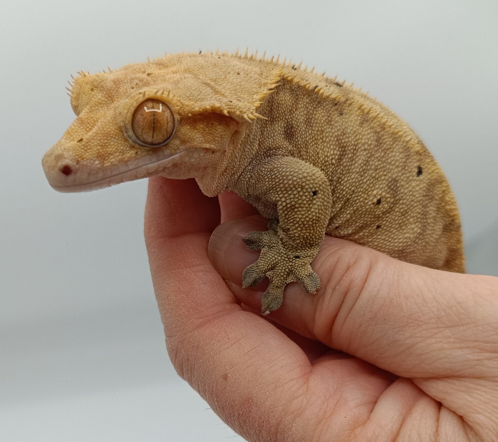 Wimpergekko vrouw, Dieren en Toebehoren, Reptielen en Amfibieën, Hagedis, 3 tot 6 jaar