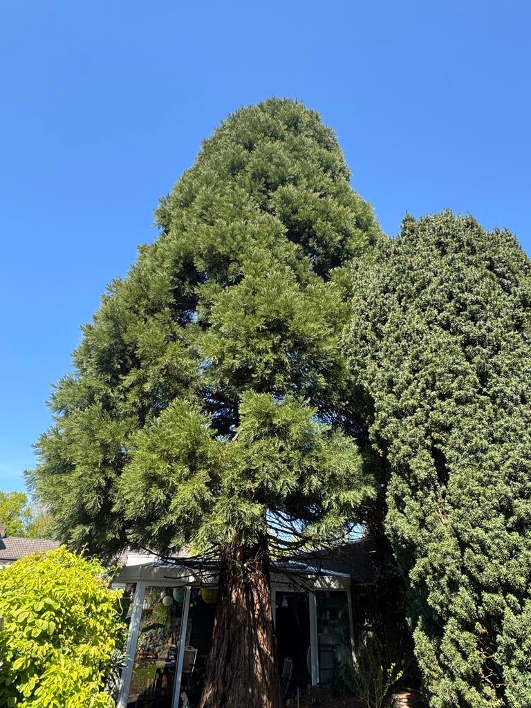 Jonge Giant Sequoia (afstammeling General Sherman Tree), Tuin en Terras, Planten | Bomen, Bloeit niet, Overige soorten, 100 tot 250 cm