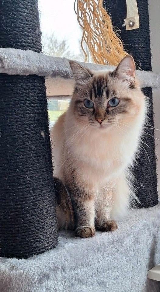 Ragdoll kittens, Meerdere dieren, Ontwormd