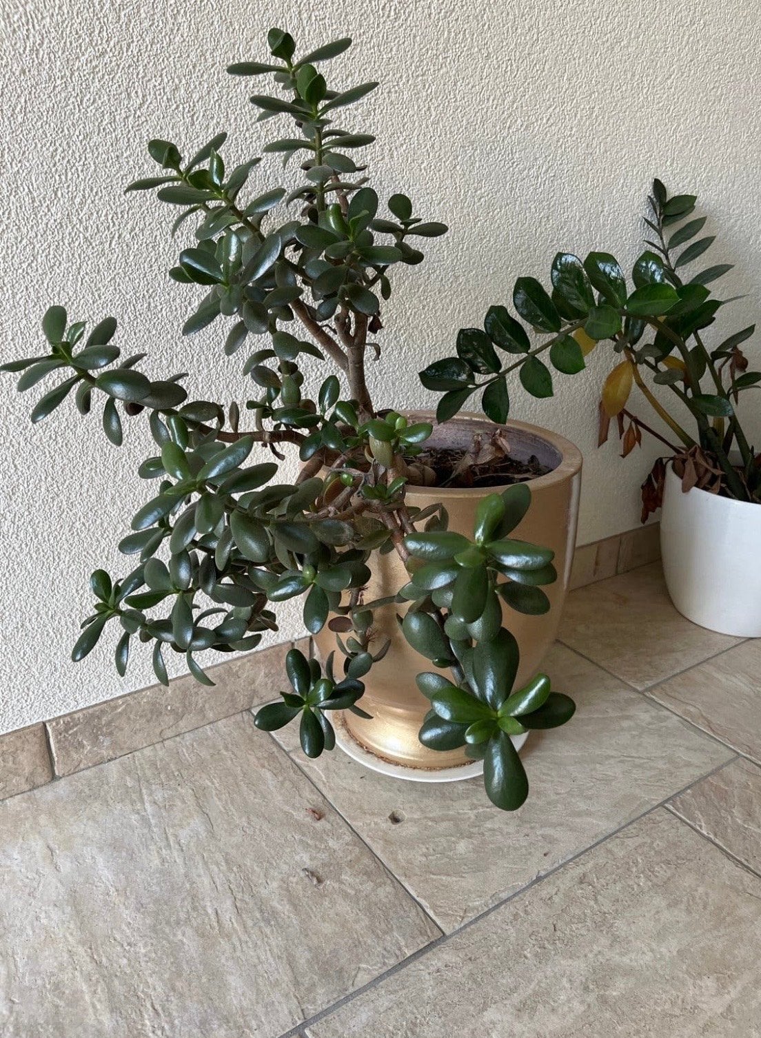 Mooie plant in grote gouden pot, 45 cm hoog, Ophalen, Vetplant, Halfschaduw, In pot