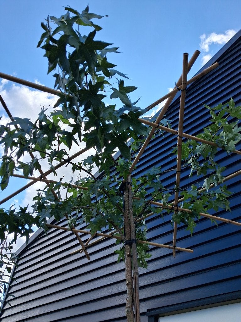Liquidambar (DAKBOOM) styraciflua / amberboom €85,-, Bloeit niet, Ophalen of Verzenden, Dakboom, 250 tot 400 cm