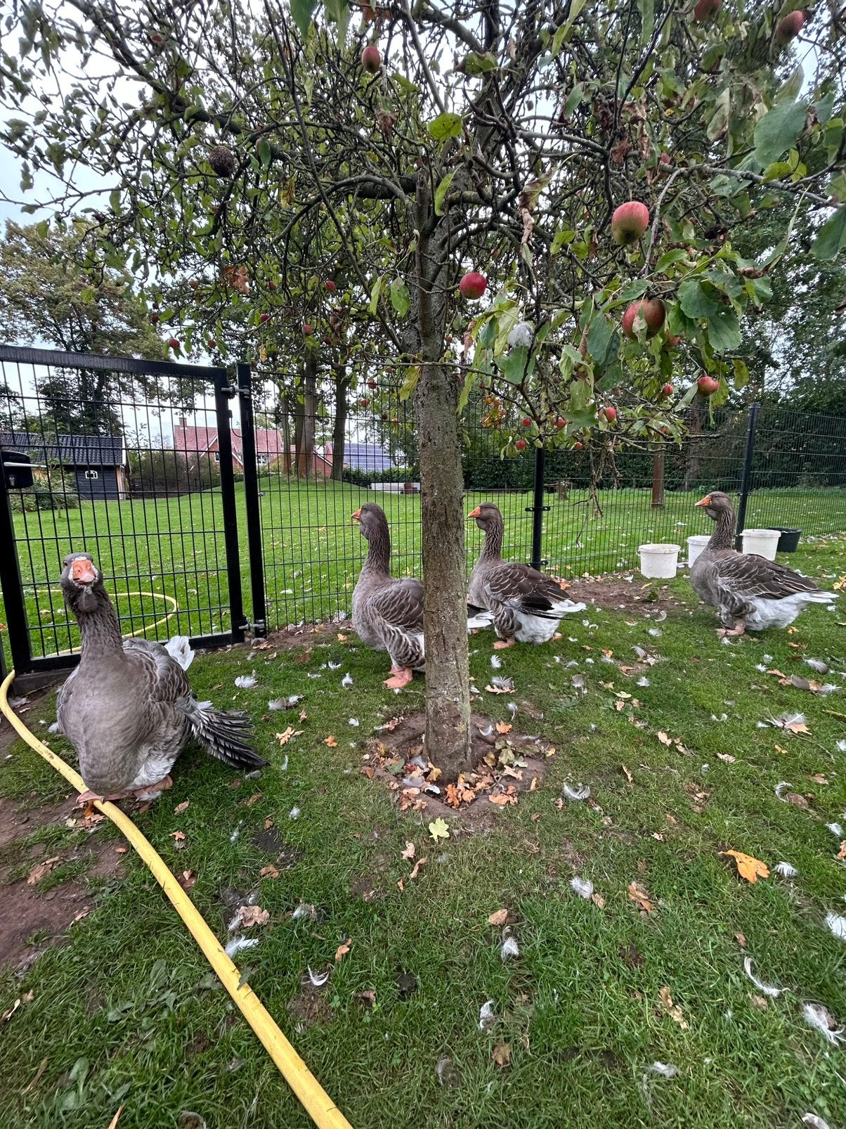 Ganzen, Dieren en Toebehoren, Meerdere dieren, Gans of Zwaan