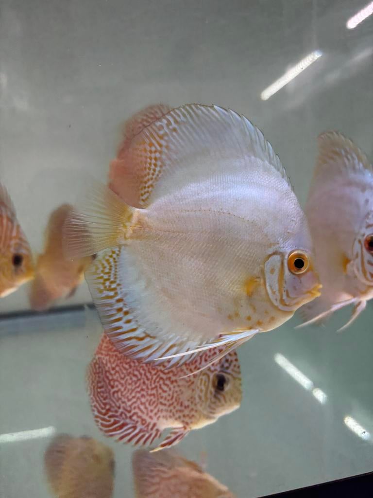 Discus refection d, Dieren en Toebehoren, Vis