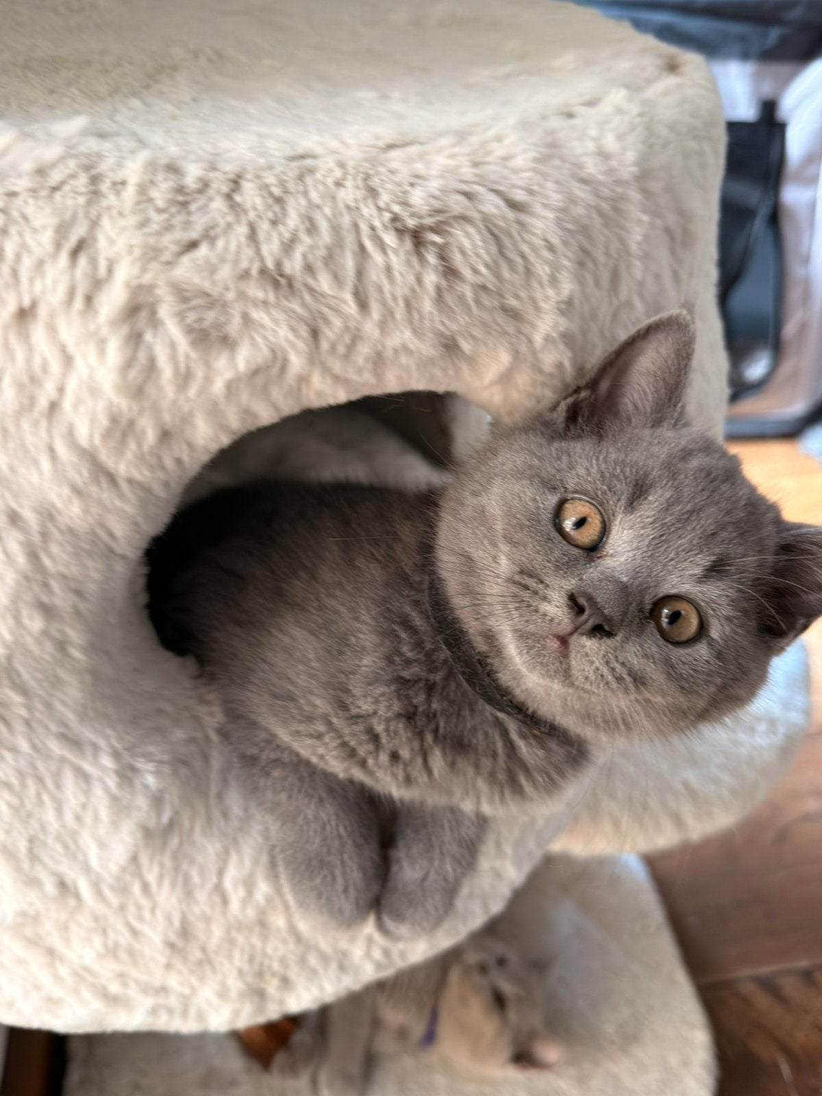 Prachtige Bristekorthaar kitten 🐾, Meerdere dieren, Ontwormd, 0 tot 2 jaar