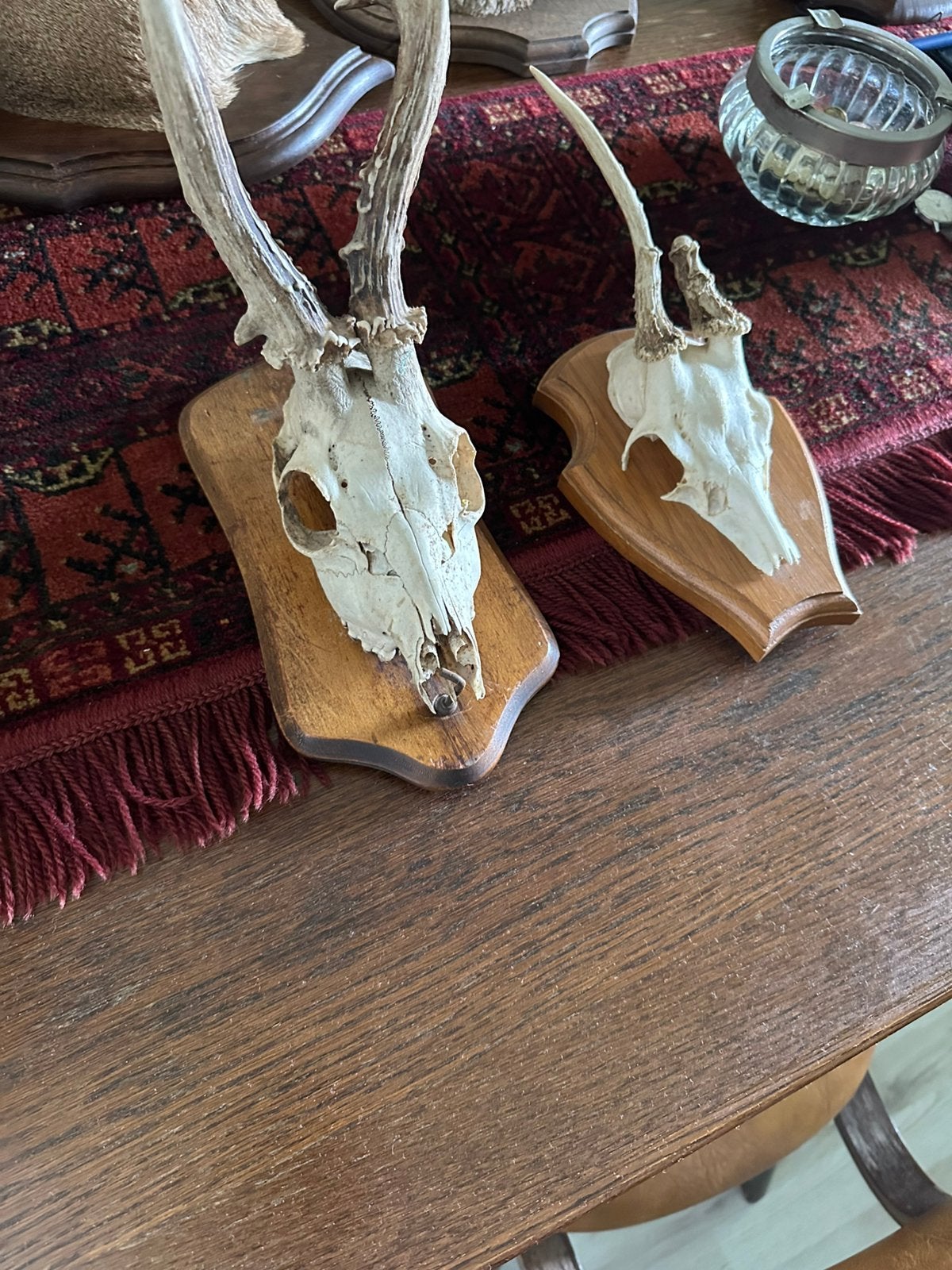 Reegewei op schild taxidermie, Verzamelen, Dierenverzamelingen, Ophalen of Verzenden, Hert, Opgezet dier