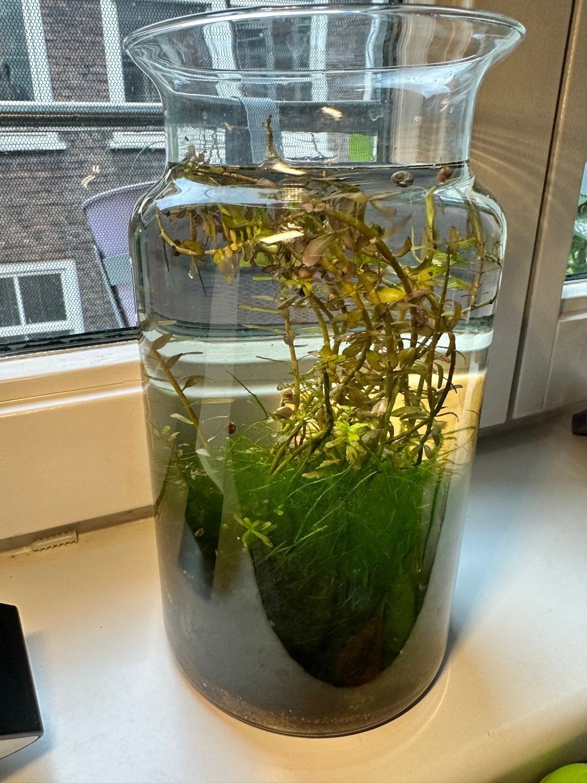 Aquarium vaas, incl. 6 Garnaaltjes, Javamos, Rotalia plant, Vis