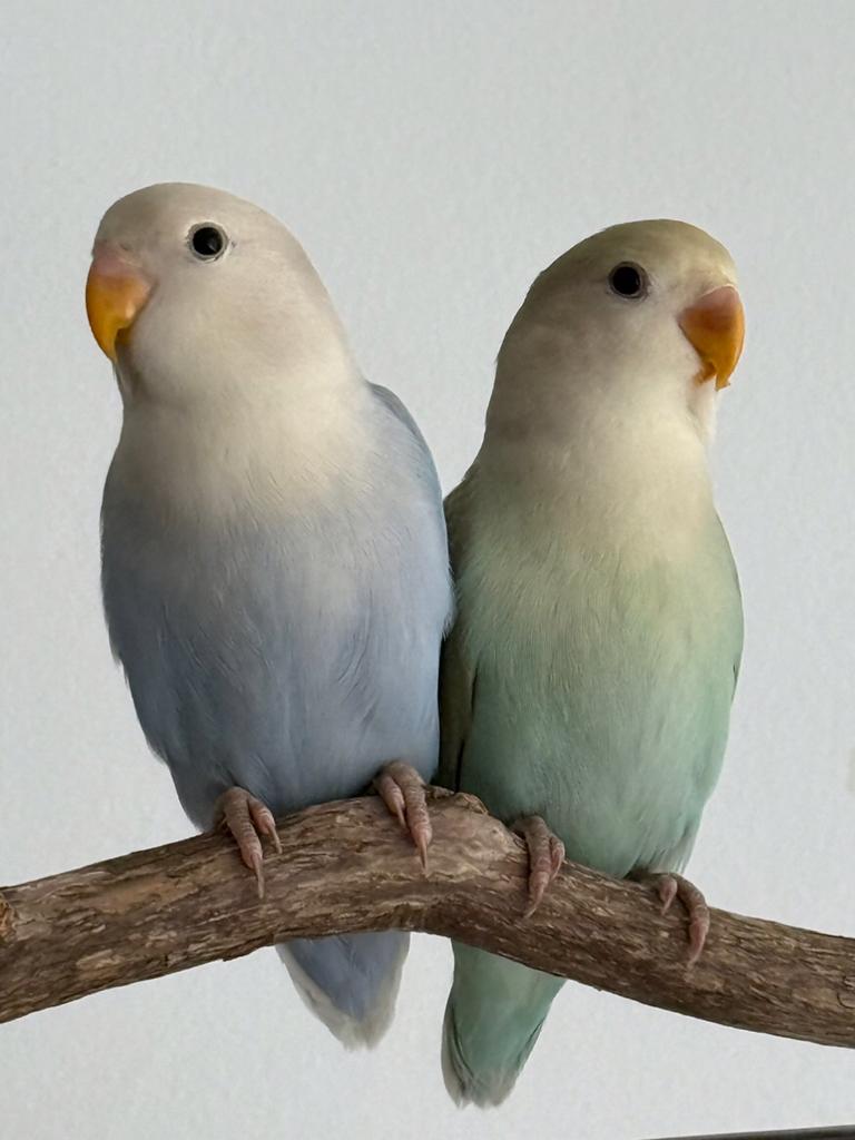 Agapornis Dwergpapegaai Lovebird Pop Groen, Dieren en Toebehoren, Vogels | Parkieten en Papegaaien, Vrouwelijk, Dwergpapegaai of Agapornis