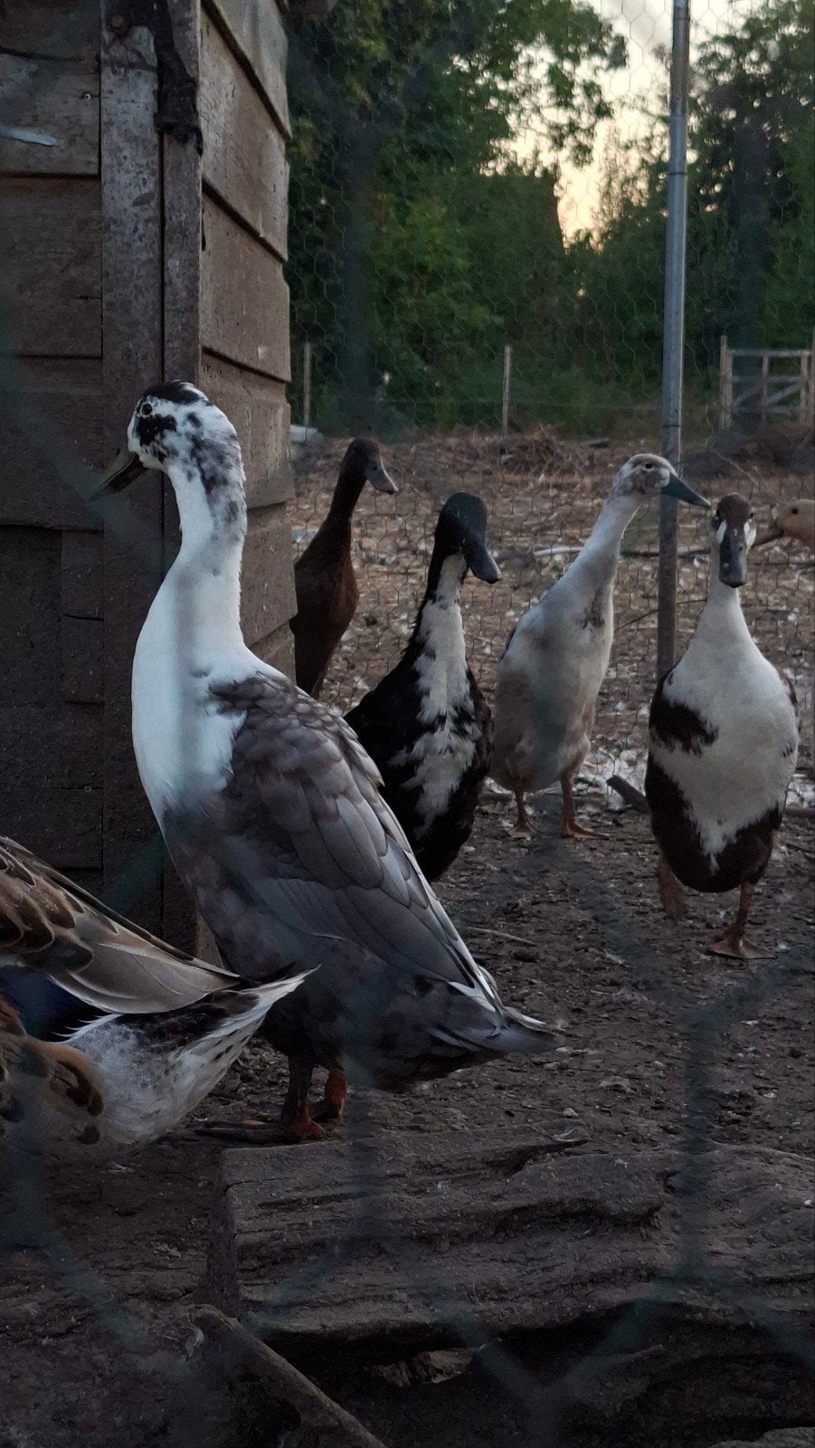 Indische loopeenden, Dieren en Toebehoren, Pluimvee, Meerdere dieren, Eend