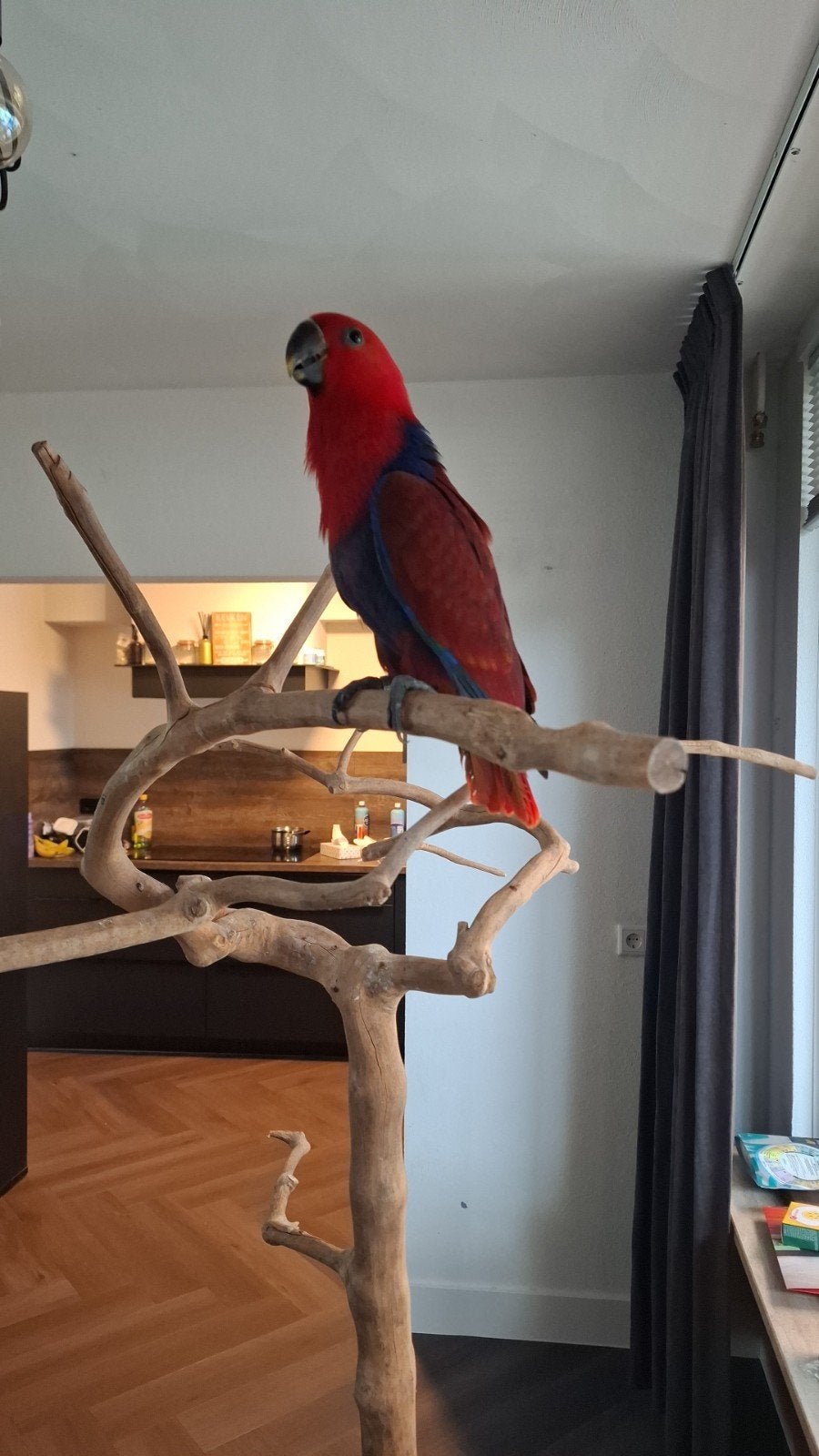edelpapegaai pop tam 5 maanden, Dieren en Toebehoren, Vrouwelijk, Papegaai, Tam