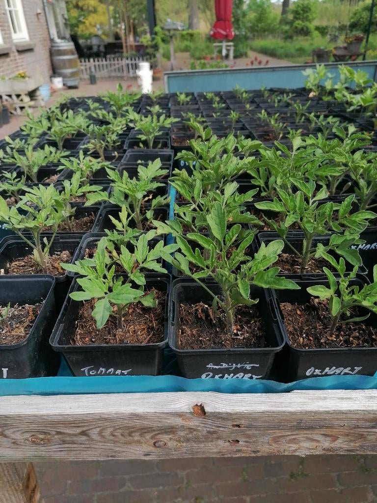 Moederdag Tip: Verse Kruiden- en Groenteplantjes, Ophalen, Volle zon, Eenjarig, Kruiden