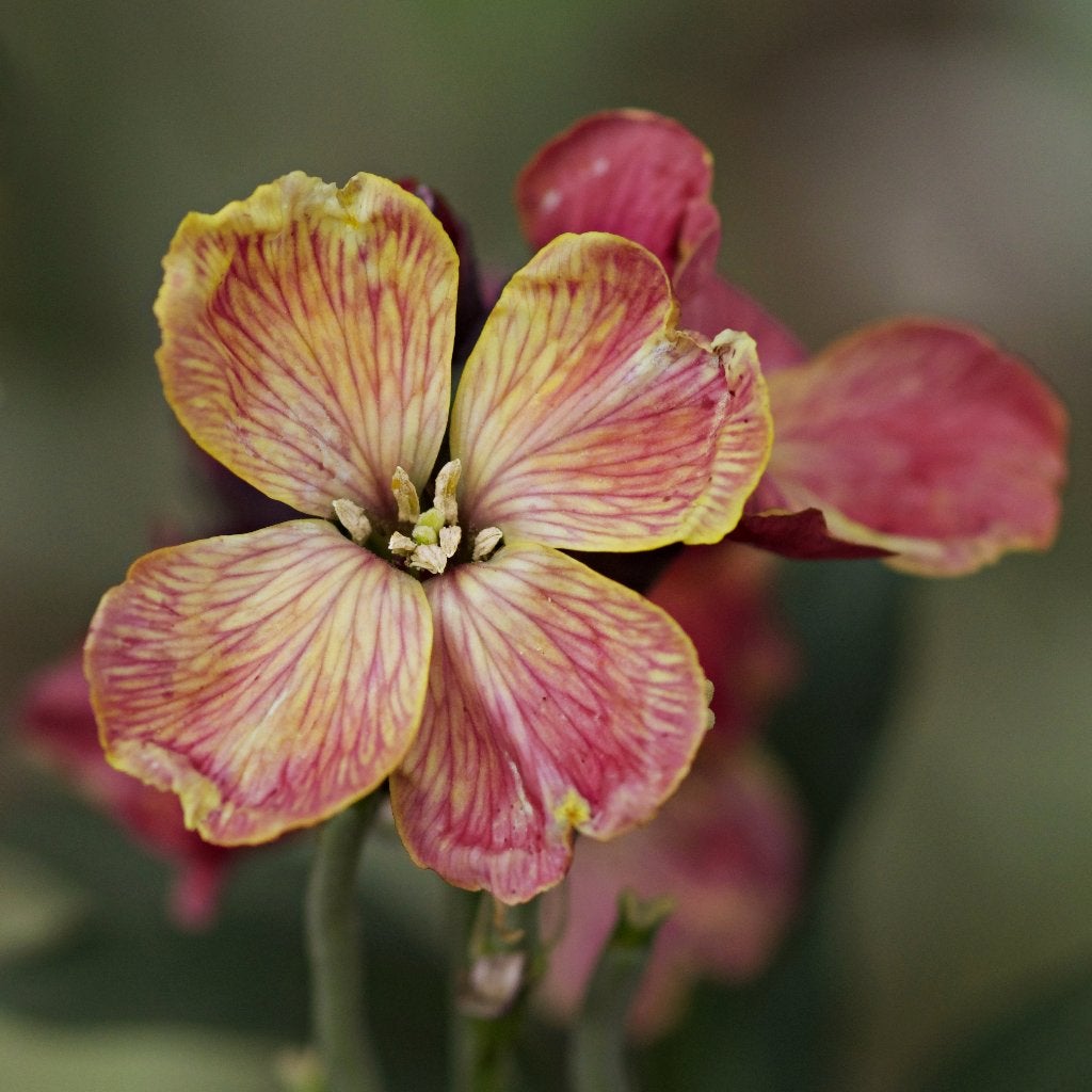 Zaden muurbloem / steenraket (Erysimum ‘Constant Cheer’), Tuin en Terras, Ophalen of Verzenden, Najaar, Volle zon, Zaad