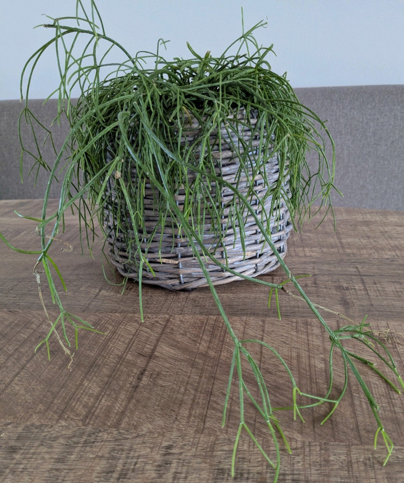Rhipsalis in rieten pot - Groene kamerplant, Ophalen, Minder dan 100 cm, Groene kamerplant, In pot