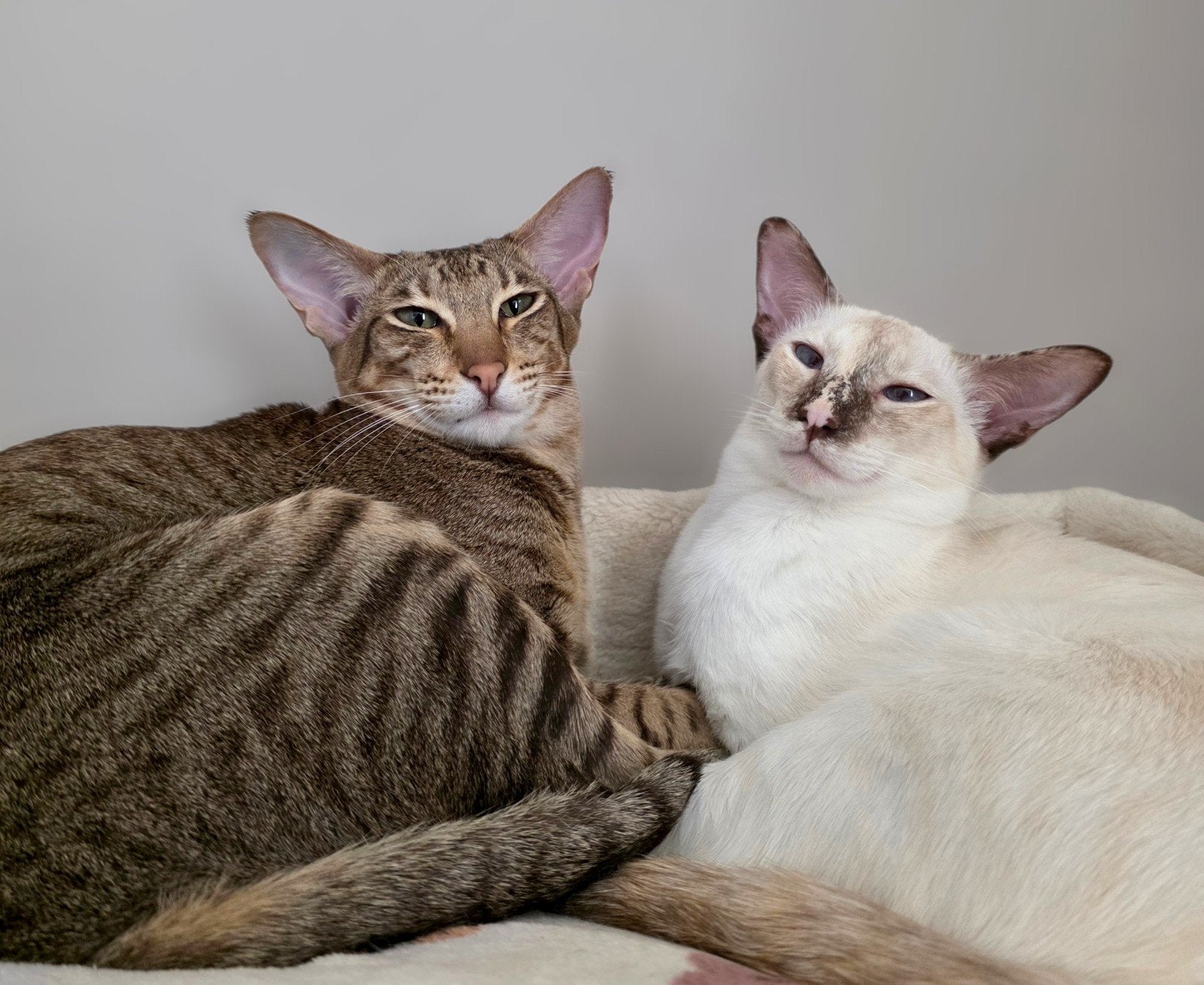 2 Oosterse Korthaar Poezen, Dieren en Toebehoren, Katten en Kittens | Raskatten | Korthaar, Meerdere dieren, Gechipt, 0 tot 2 jaar