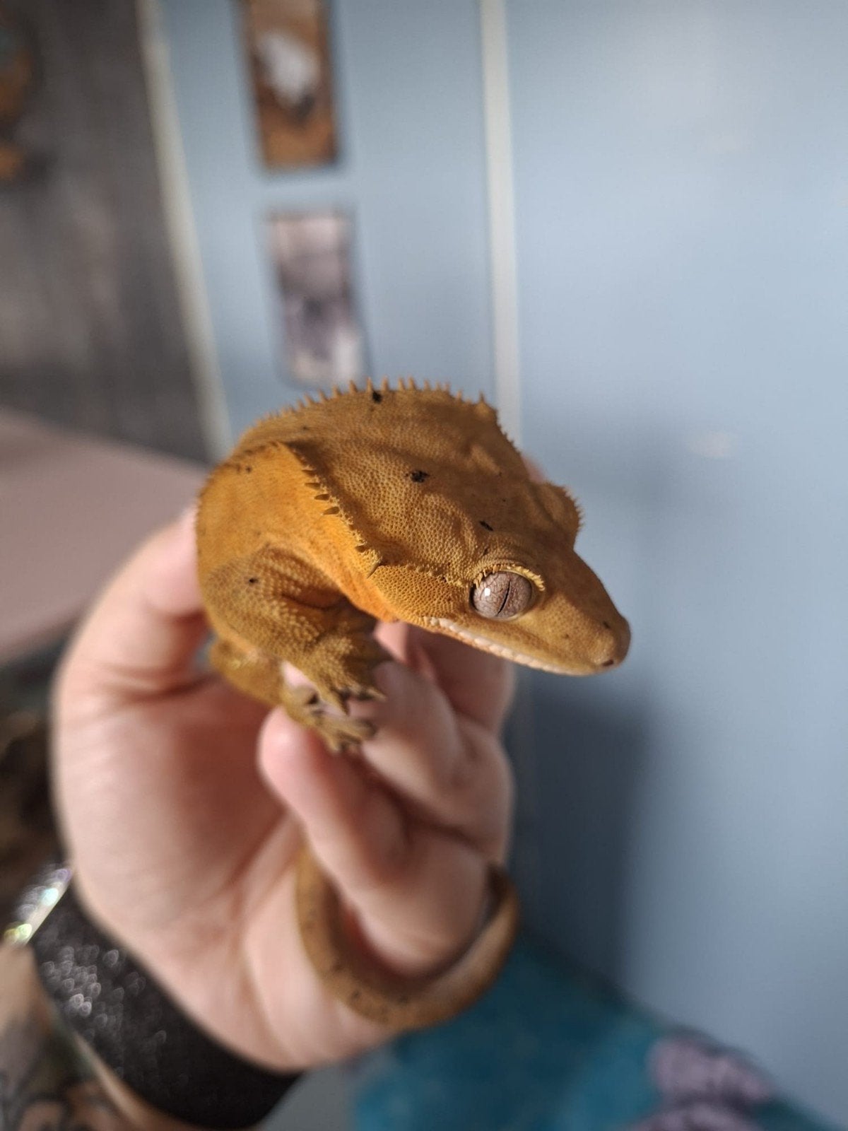 wimper gekko man 2024 Crested Gecko photo 4