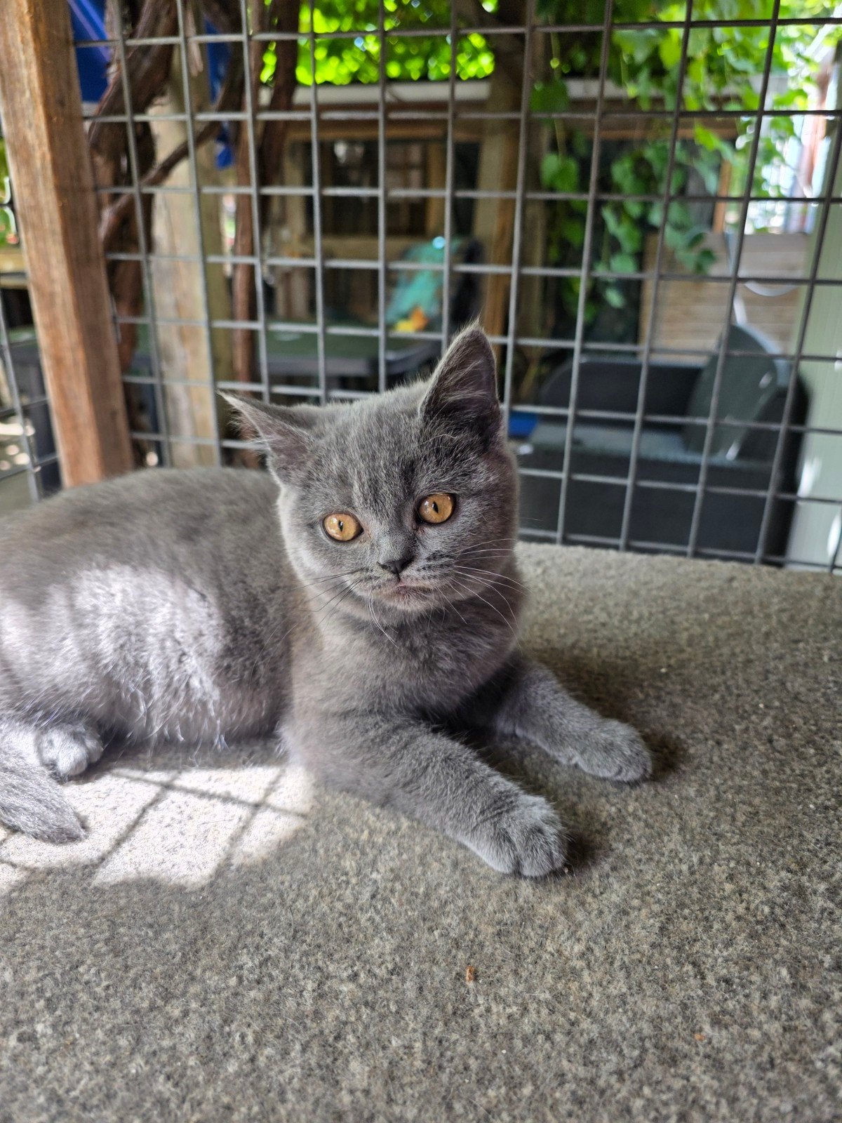 2 Britse korthaar kittens te koop! (Poesen), Dieren en Toebehoren, Poes, Ontwormd, 0 tot 2 jaar