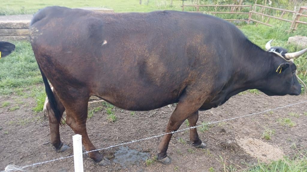 Waguy vrouwlijk vee en embrios, Dieren en Toebehoren, Runderen, Meerdere dieren