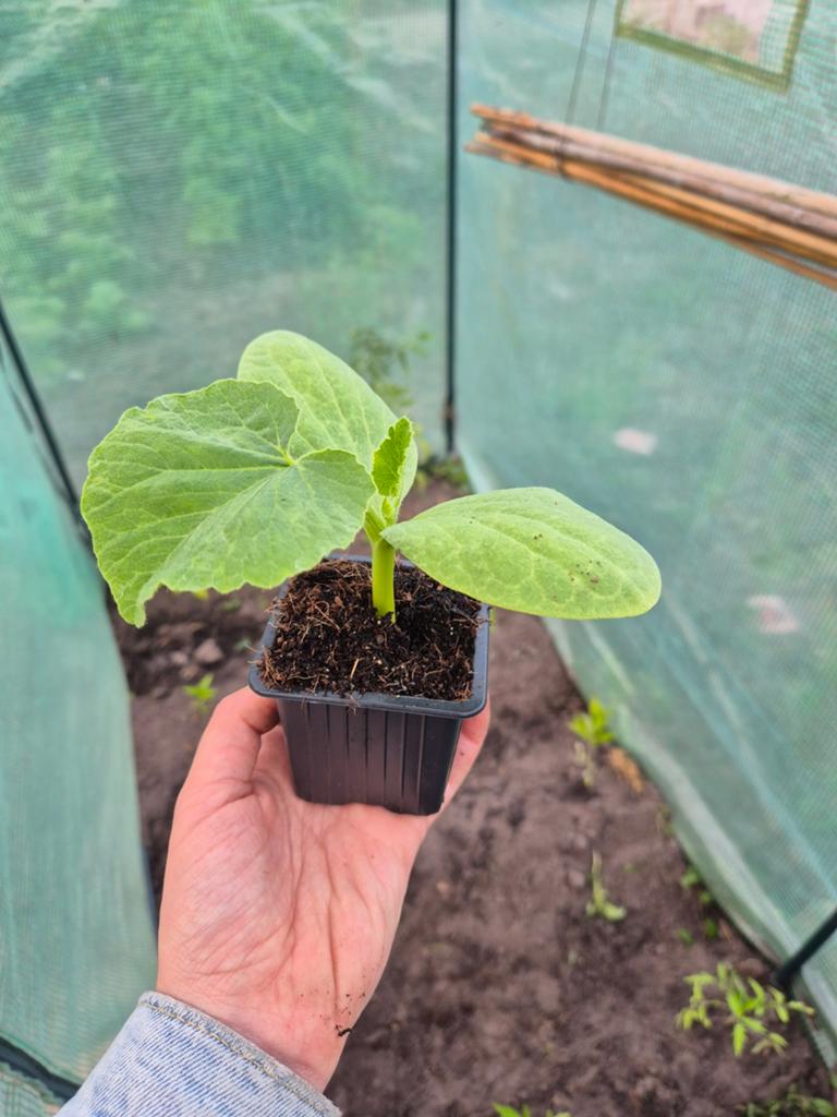 Pompoen 'Turkse Muts' - 2 plantjes, Ophalen, Volle zon, Groenteplanten, Eenjarig