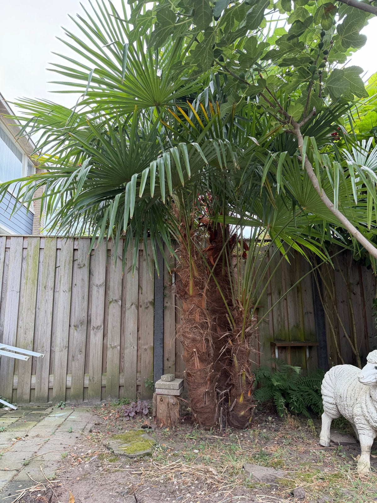Grote Palmboom (Trachycarpus Fortunei) - Winterhard!, Volle zon, Vaste plant, Bloeit niet, Ophalen